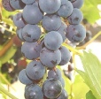 Regent